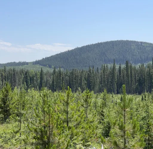A dense forest with a variety of pine trees extends across rolling hills under a clear blue sky.